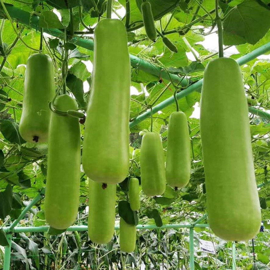 Gourd Bottle Gourd