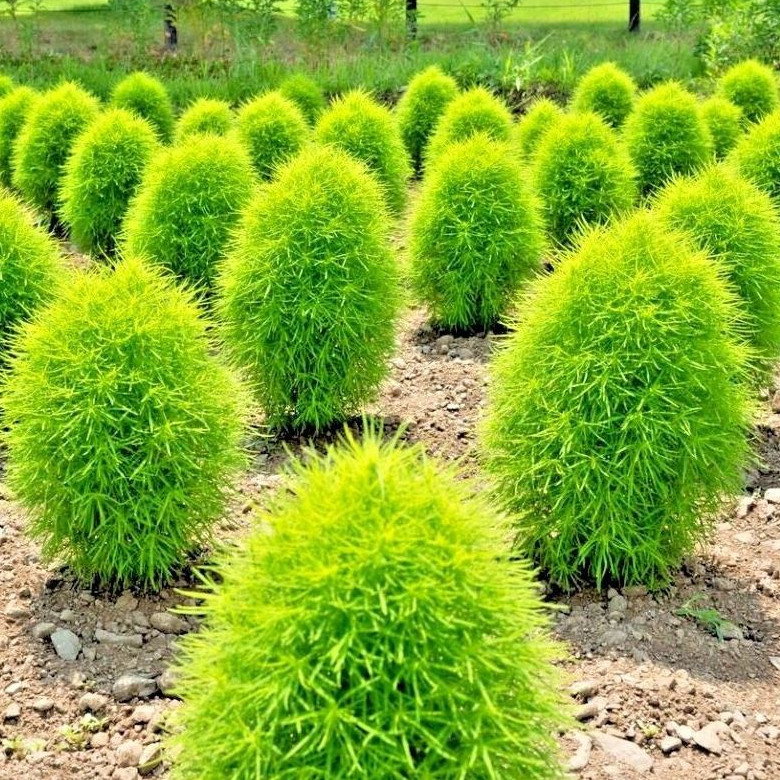 Kochia Scoparia