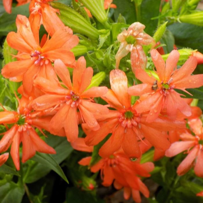 Lychnis Fulgens