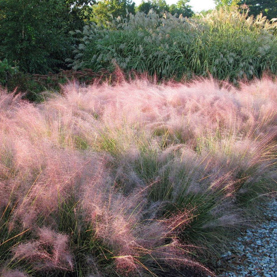 Muhlenbergia Capillaris