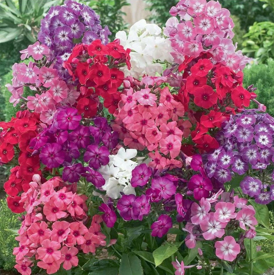 Phlox Drummondii Mix