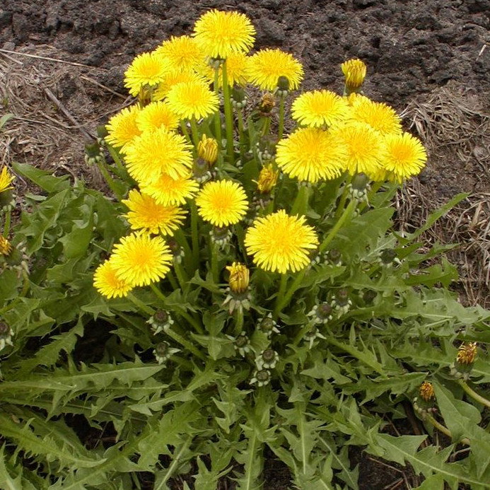 Taraxacum Officinale
