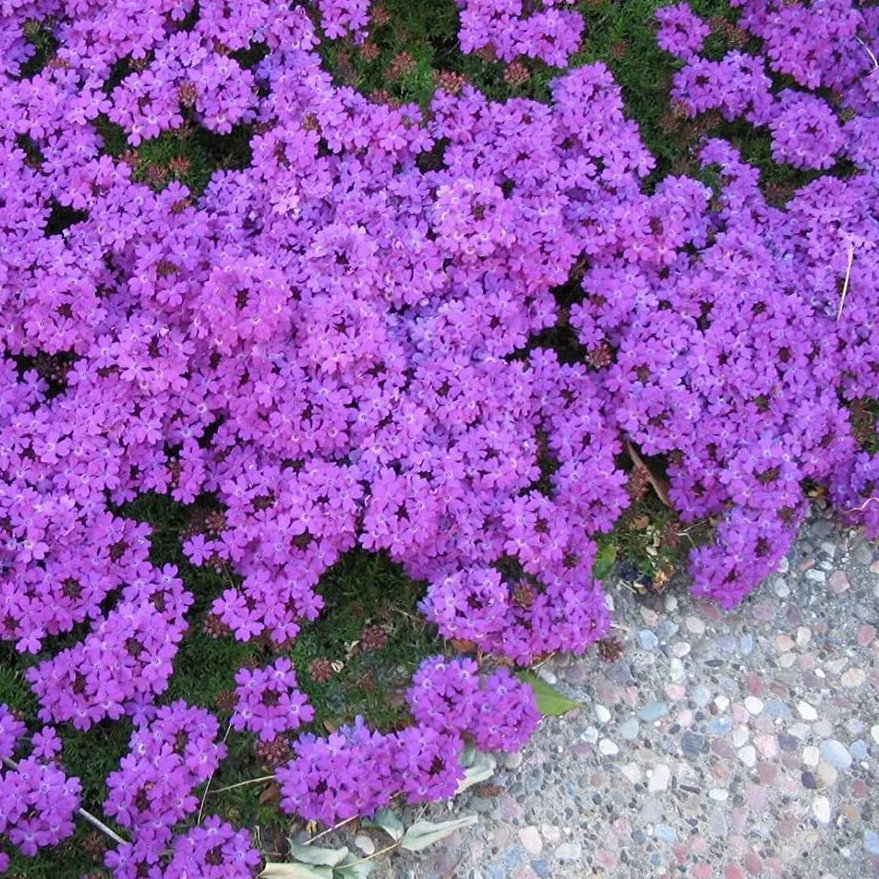 Verbena Tenuisecta