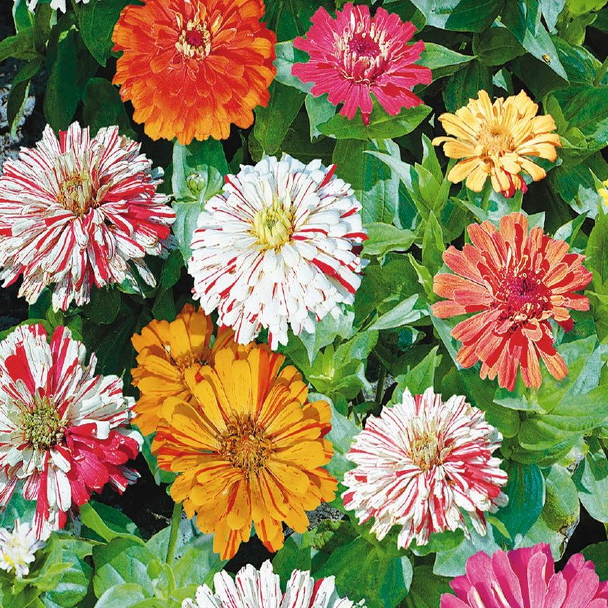 Zinnia Candy Stripe Mix
