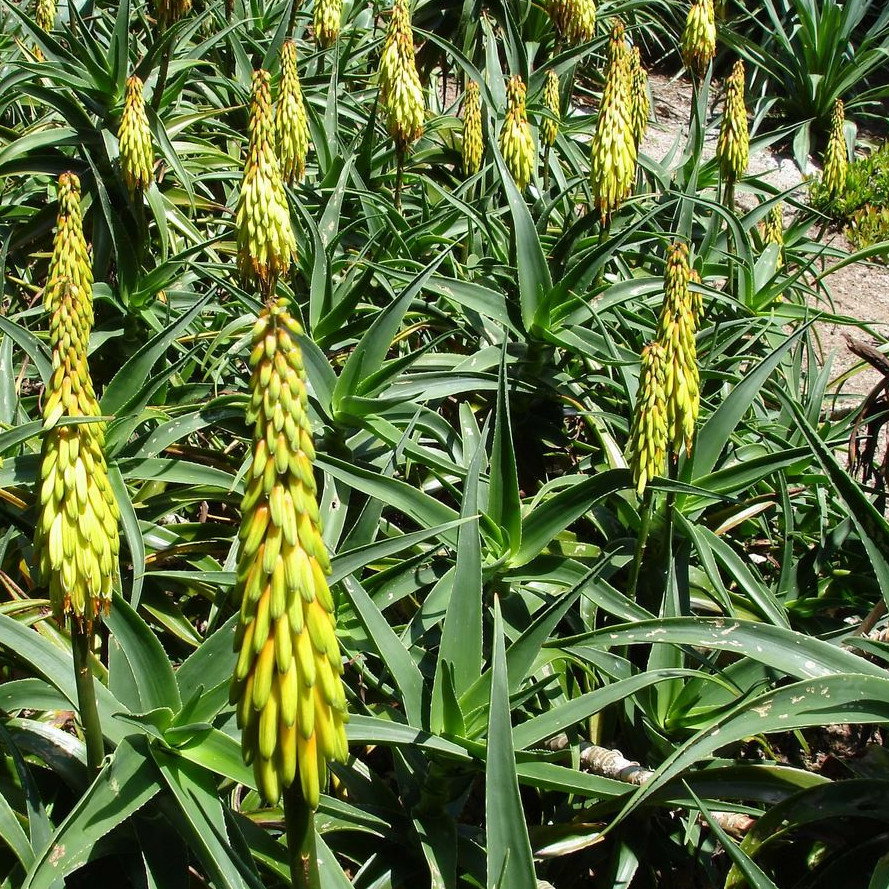 Aloe Striatula