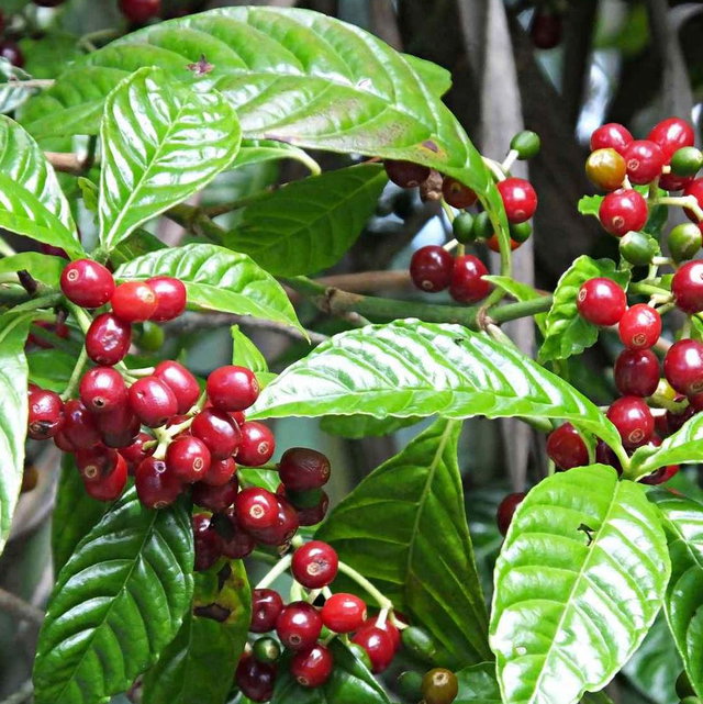 Coffea Seeds | Plant World Seeds