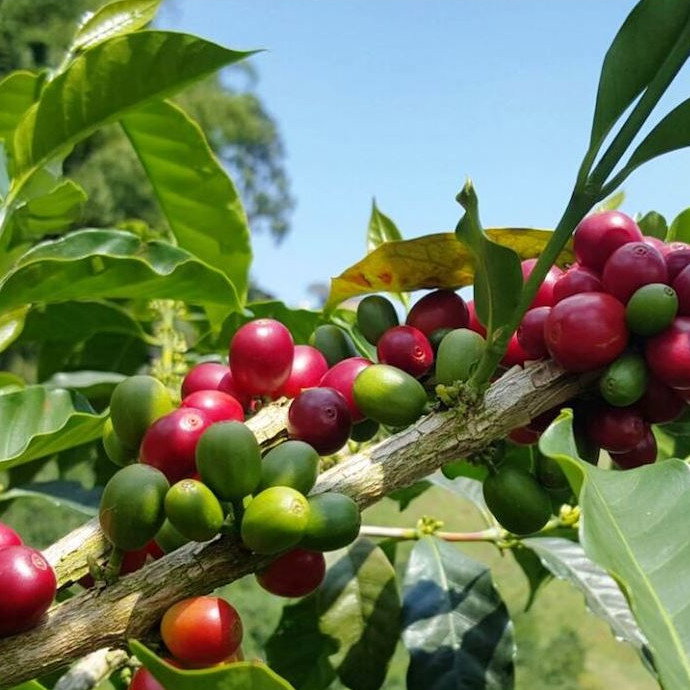 Coffea Arabica Obata