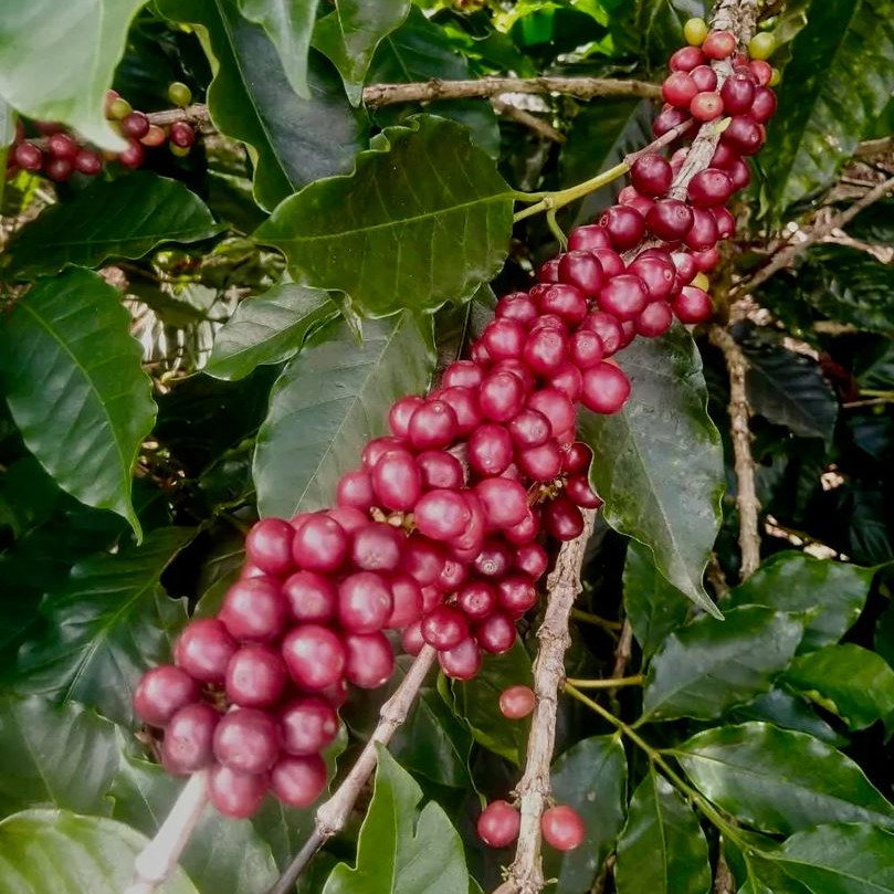 Coffea Arabica Villa Sarchii