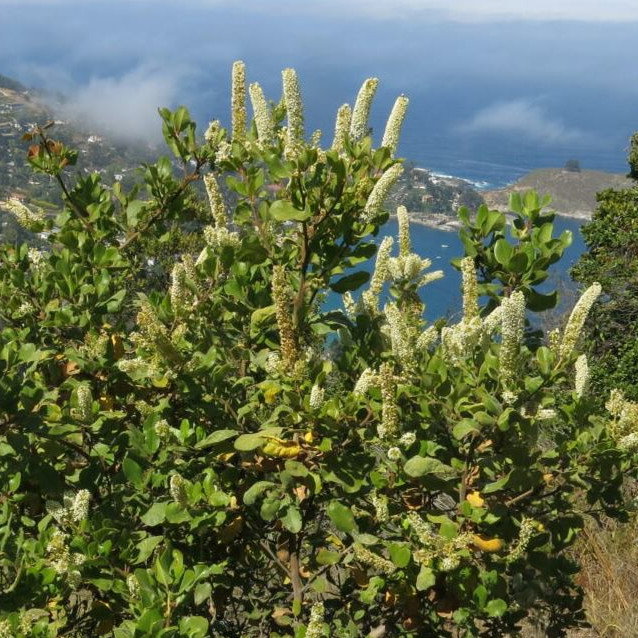 Escallonia Pulverulenta