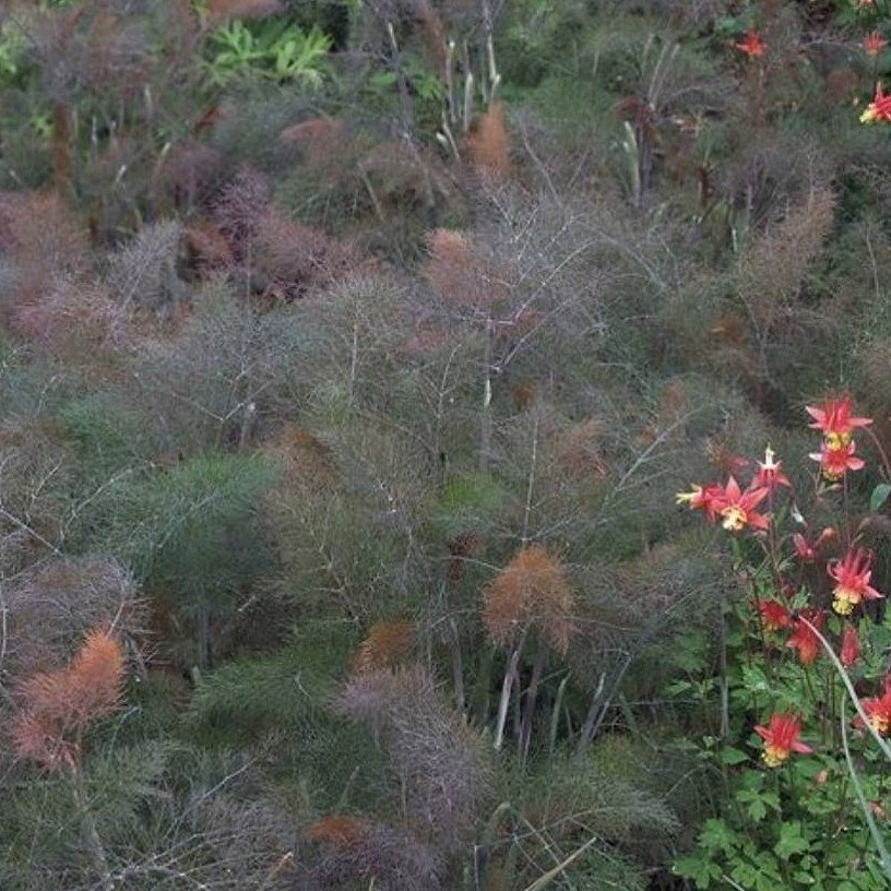 Foeniculum Vulgare Bronze