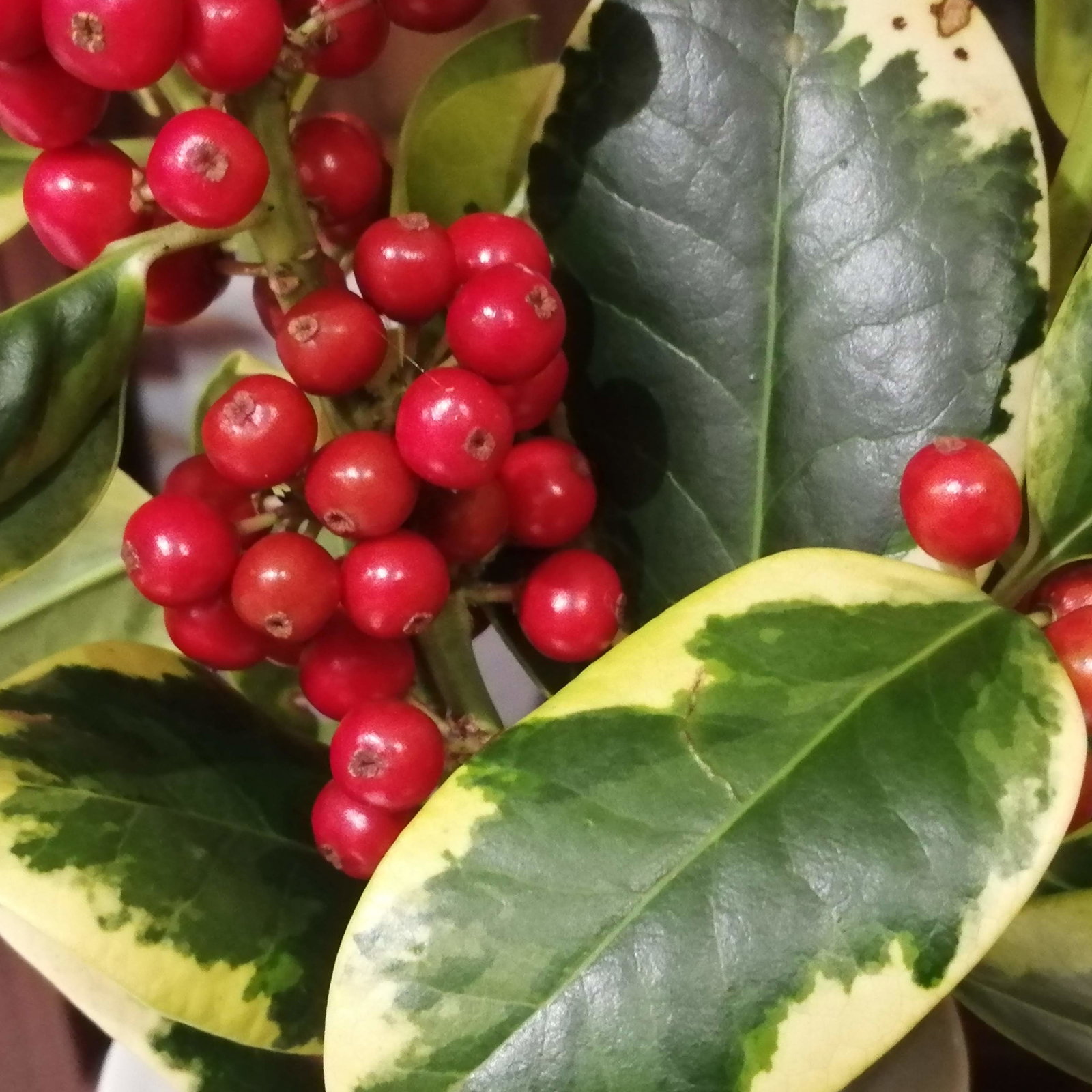 Holly Golden King