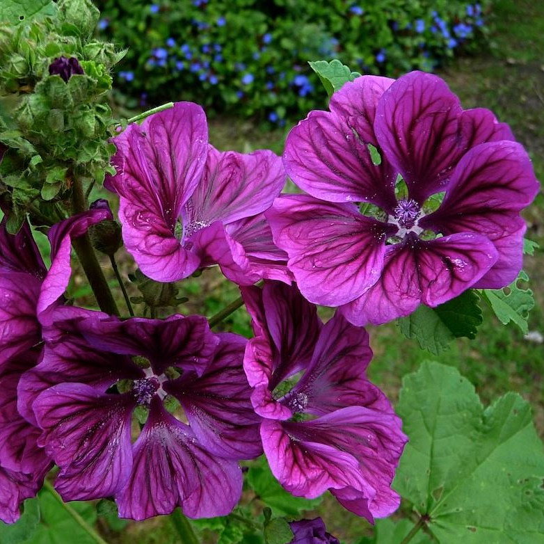 Malva Sylvestris Ssp Maritana