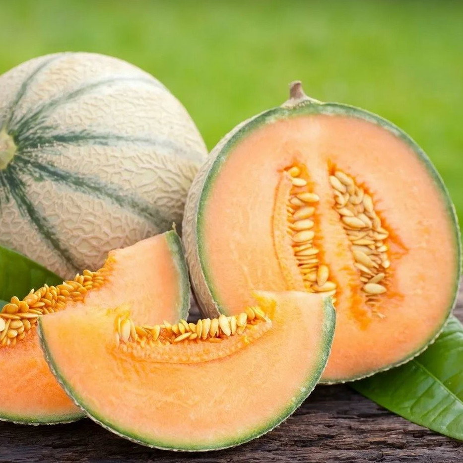 Melon Cantaloupe