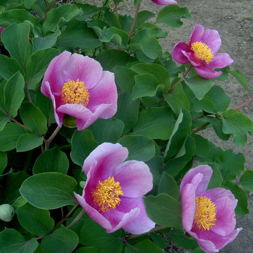 Paeonia Daurica