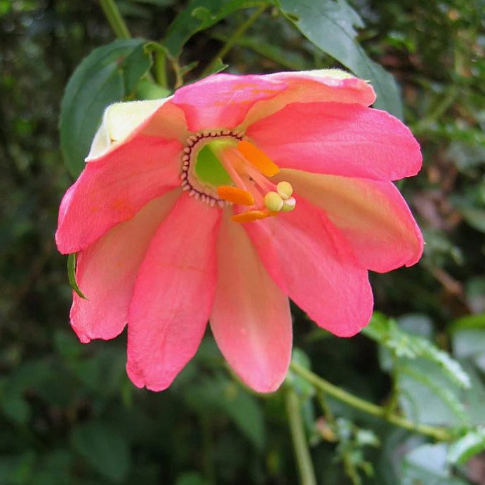 Passiflora Mixta Tumbo