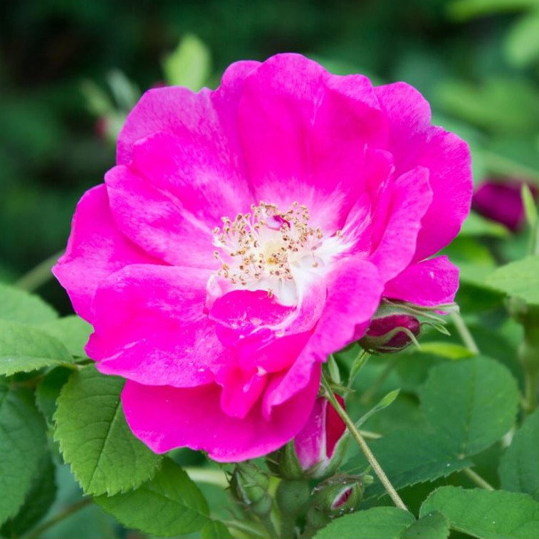 Rosa Gallica