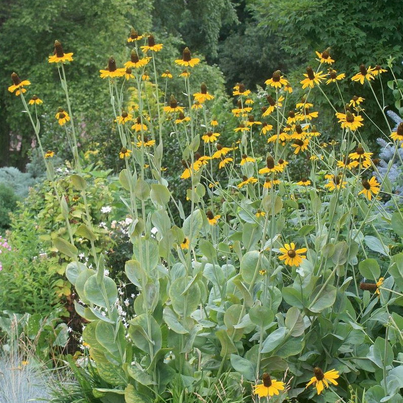 Rudbeckia Maxima