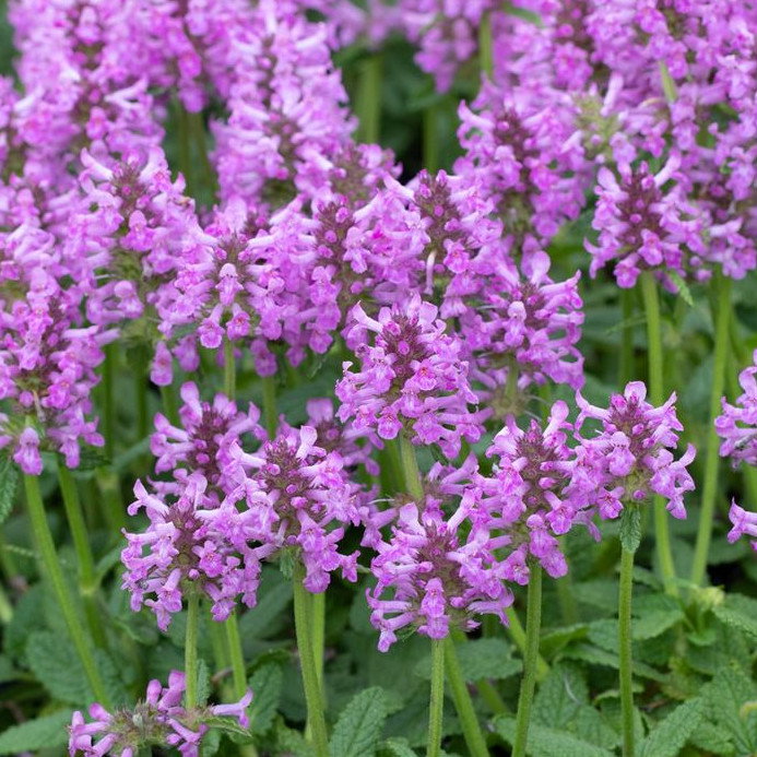 Stachys Officinalis Ukkie