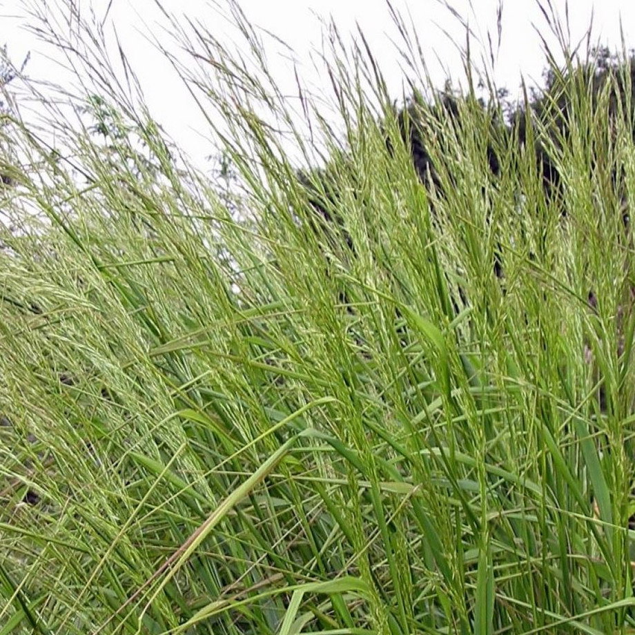 Stipa Extremeorientalis