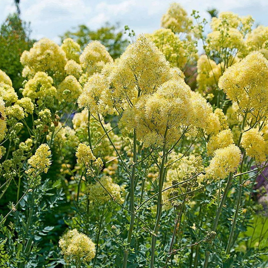 Thalictrum Flavum Tukker Princess