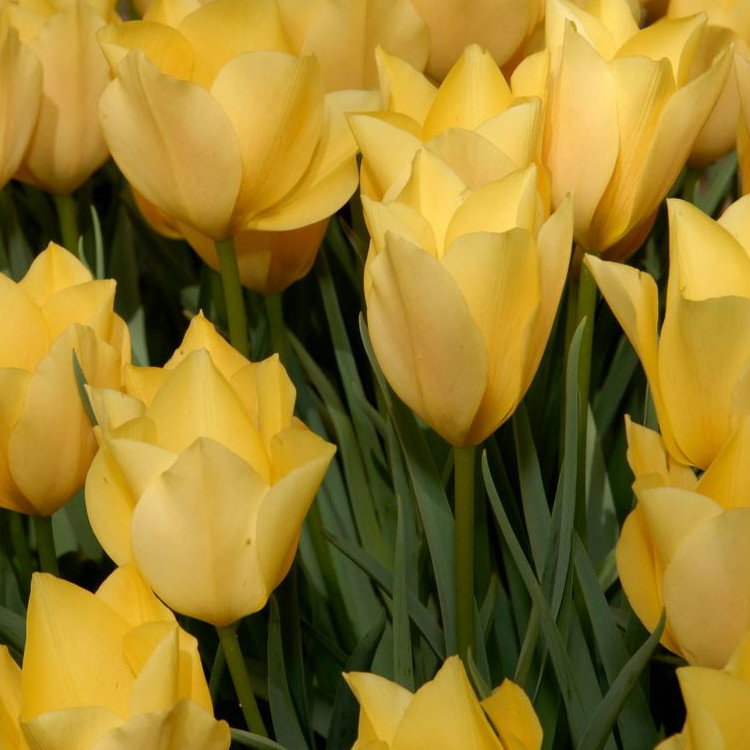 Tulipa Batalinii