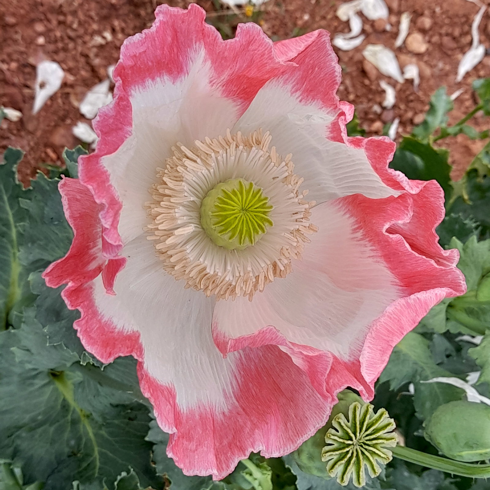 Papaver Somn Pink Doughnut