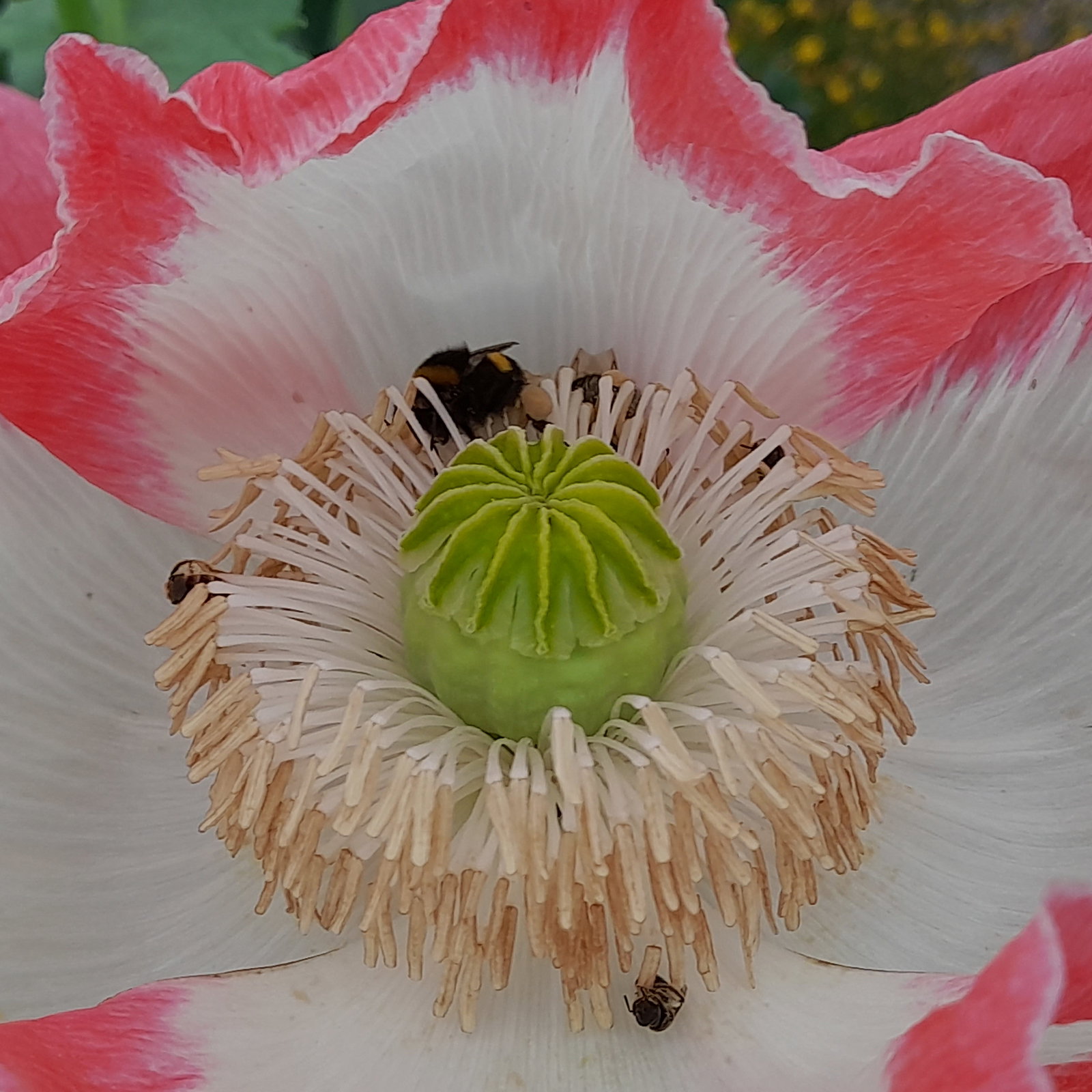 Papaver Somn Pink Doughnut