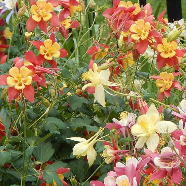 Aquilegia Flab Dbl Mix