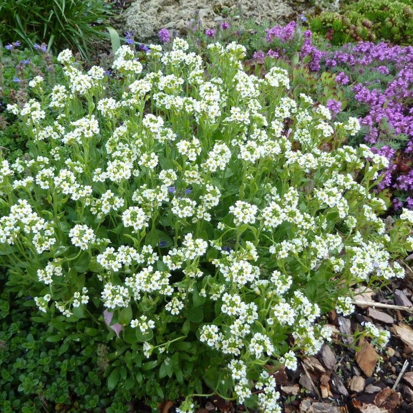 Draba Kitakahensis