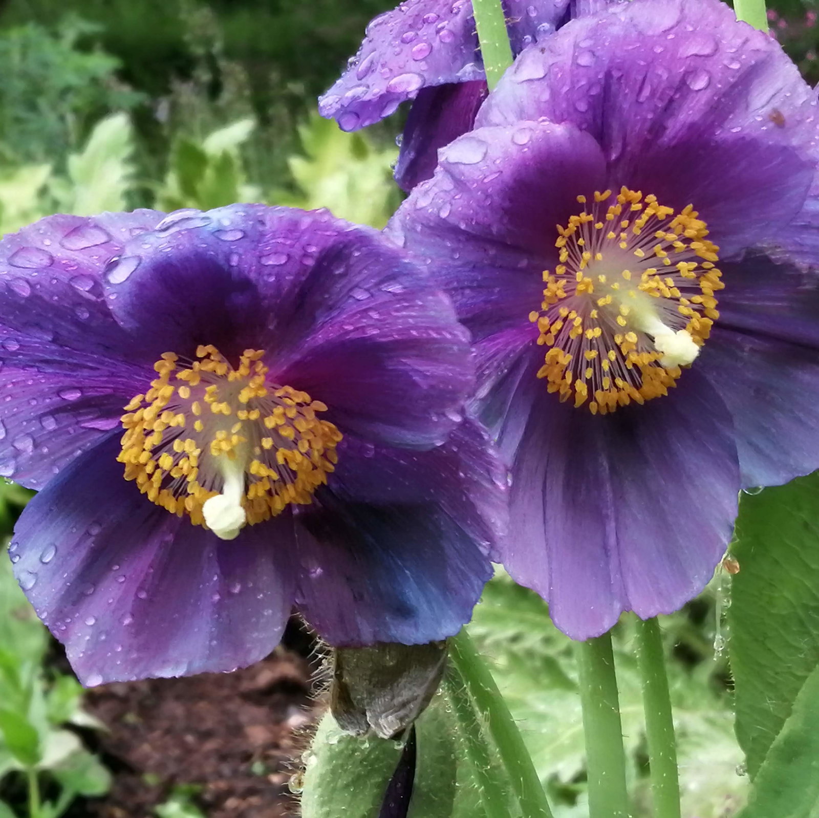 Meconopsis Lingholm Himalayan Velvet D