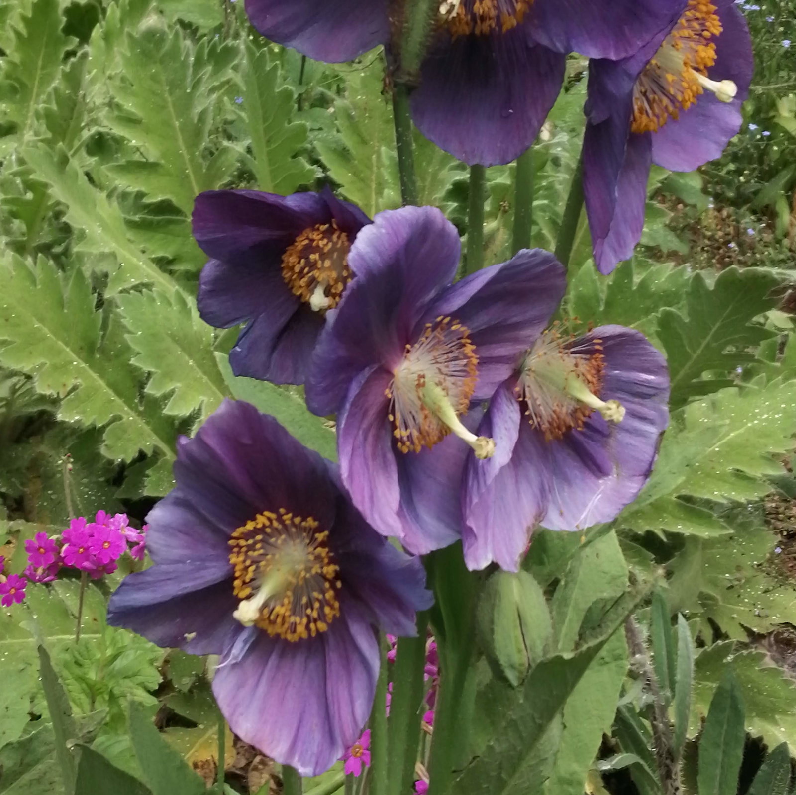 Meconopsis Lingholm Himalayan Velvet A