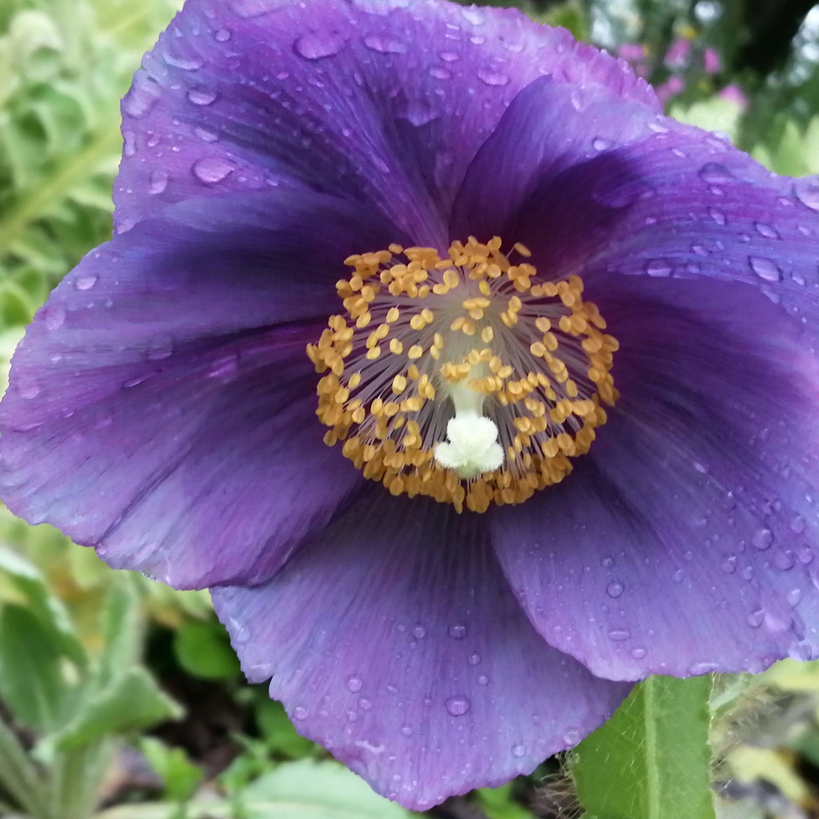 Meconopsis Lingholm Himalayan Velvet C