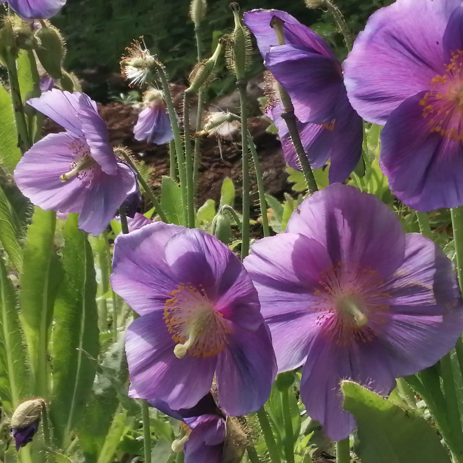 Meconopsis Lingholm Himalayan Velvet E