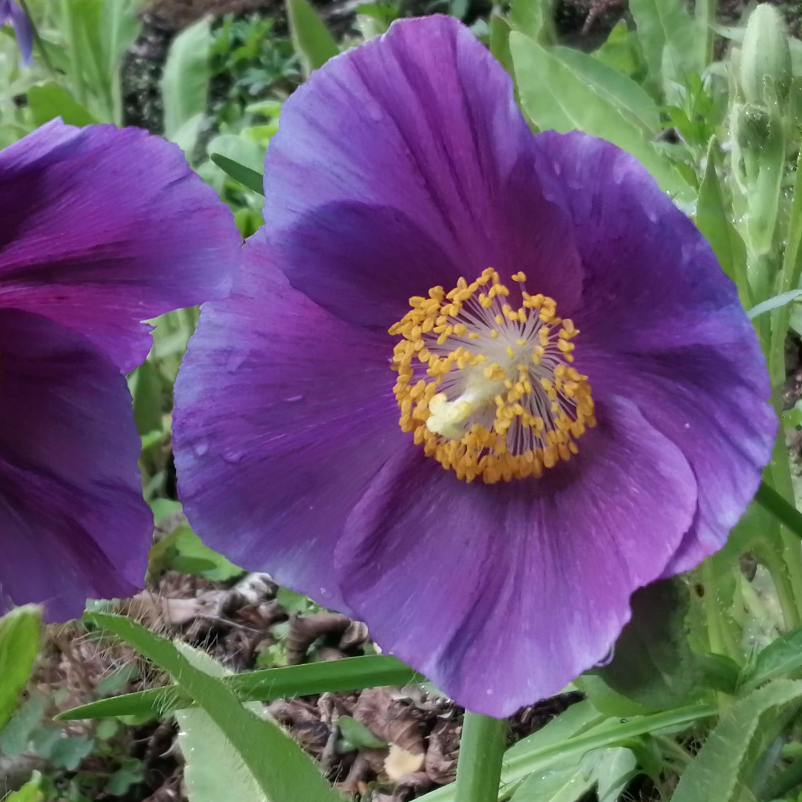Meconopsis Lingholm Himalayan Velvet B