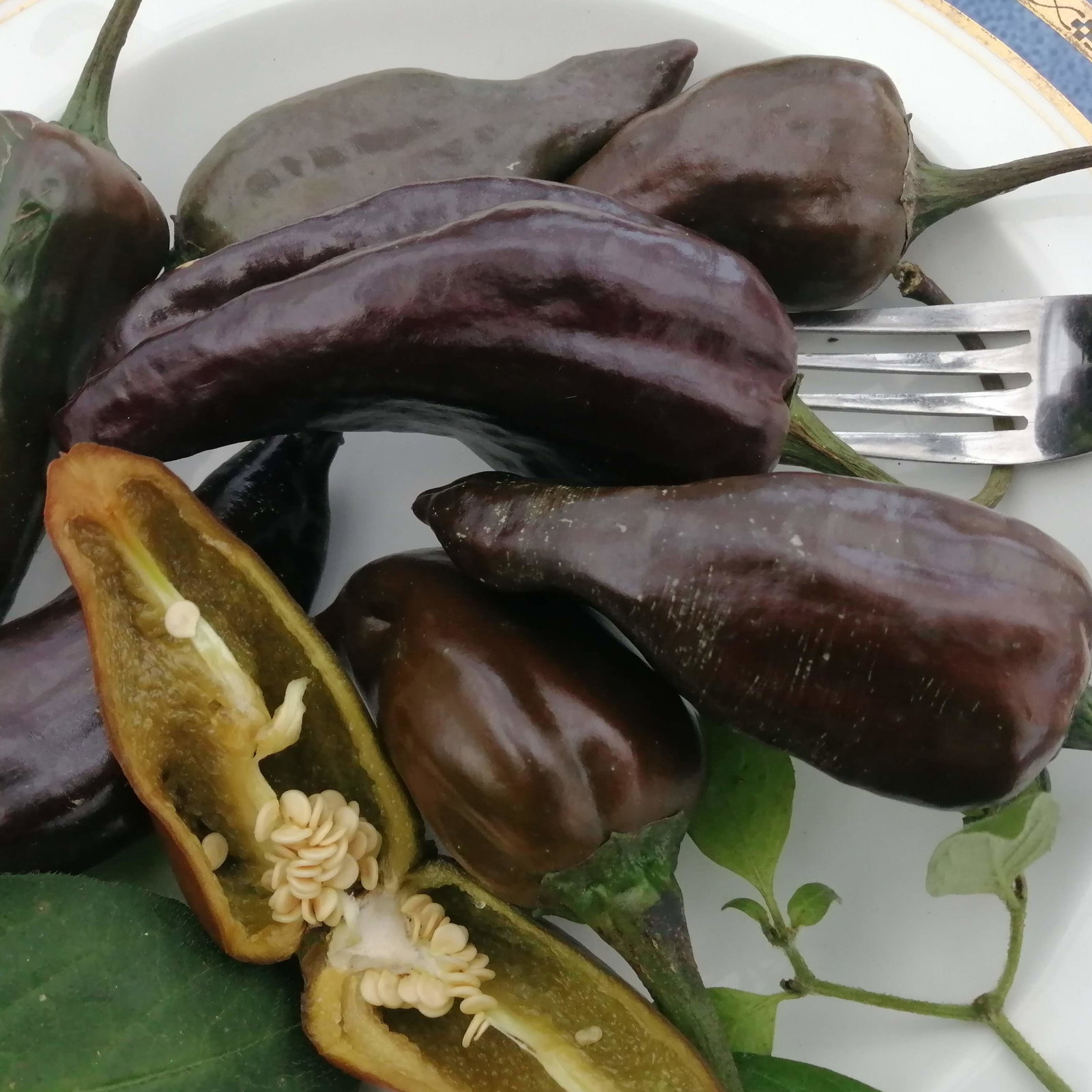 Pepper Palnuchael Negro