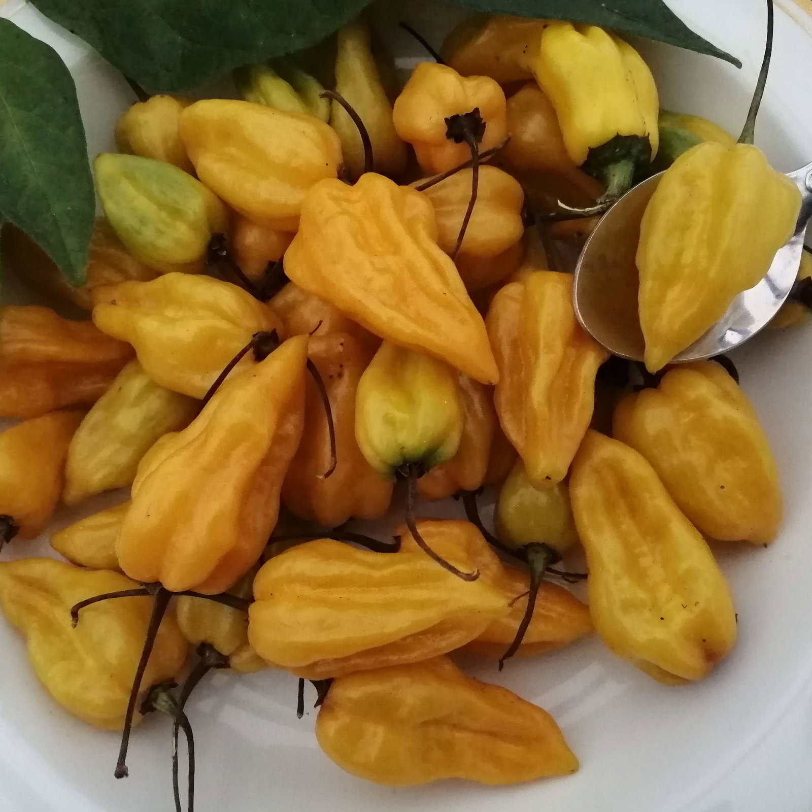 Pepper Peter Pepper Yellow