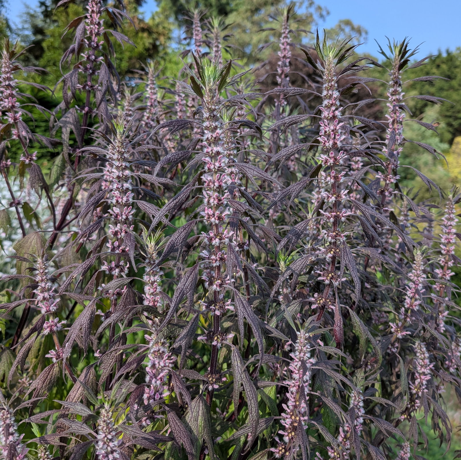 Leonurus Cardiaca Ex Cally Gardens