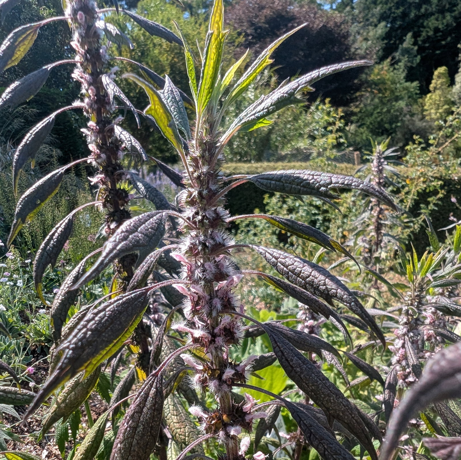 Leonurus Cardiaca Ex Cally Gardens