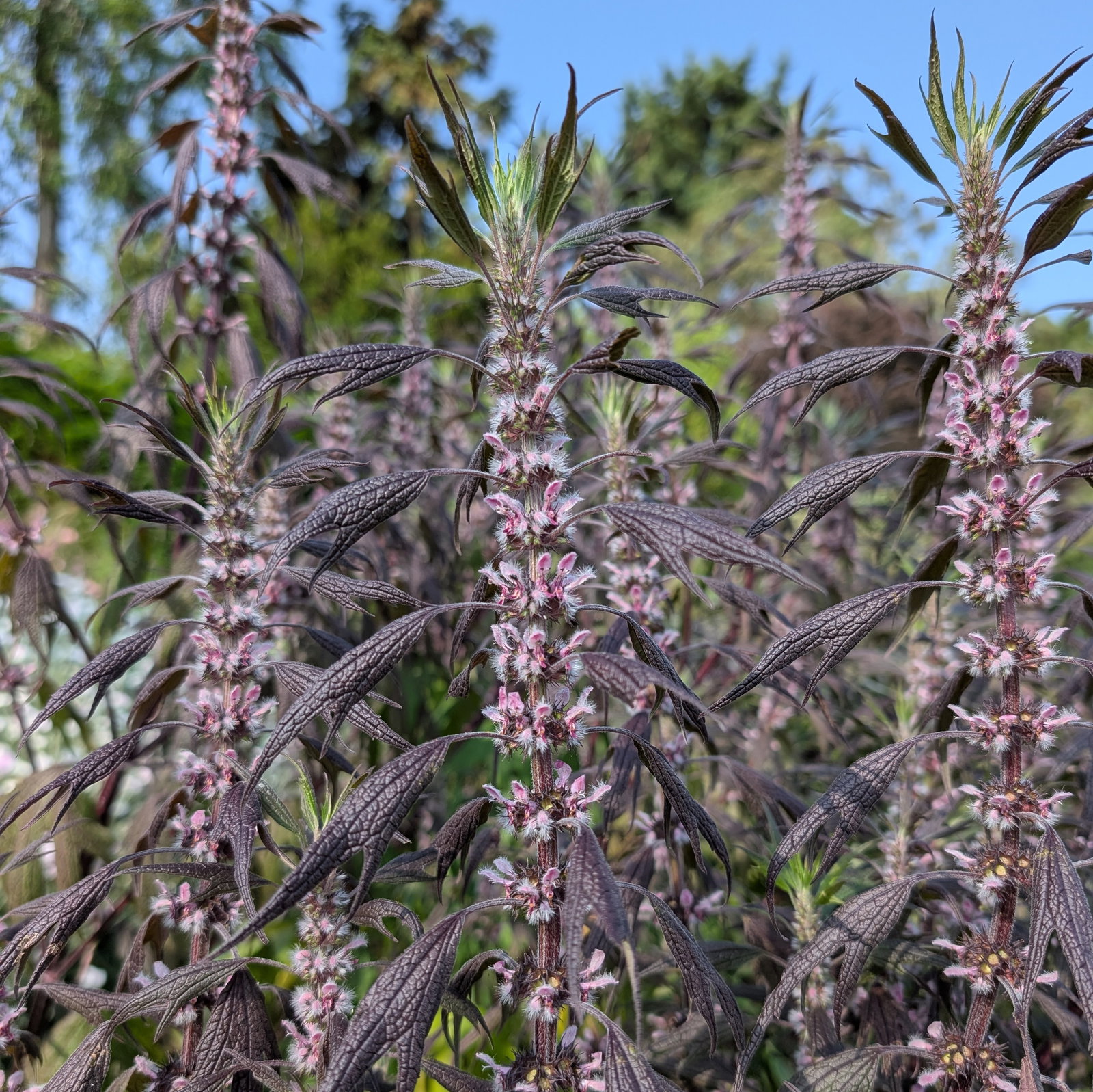 Leonurus Cardiaca Ex Cally Gardens
