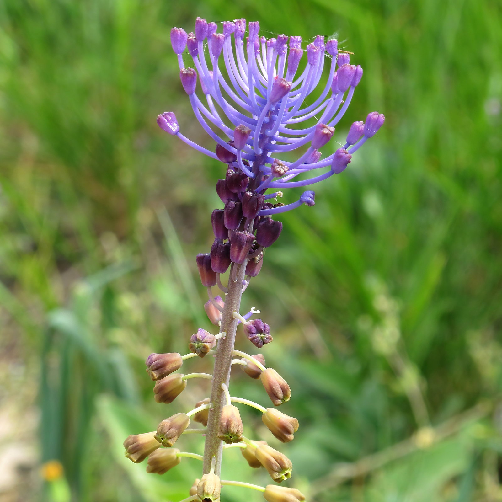 Leopoldia Comosa