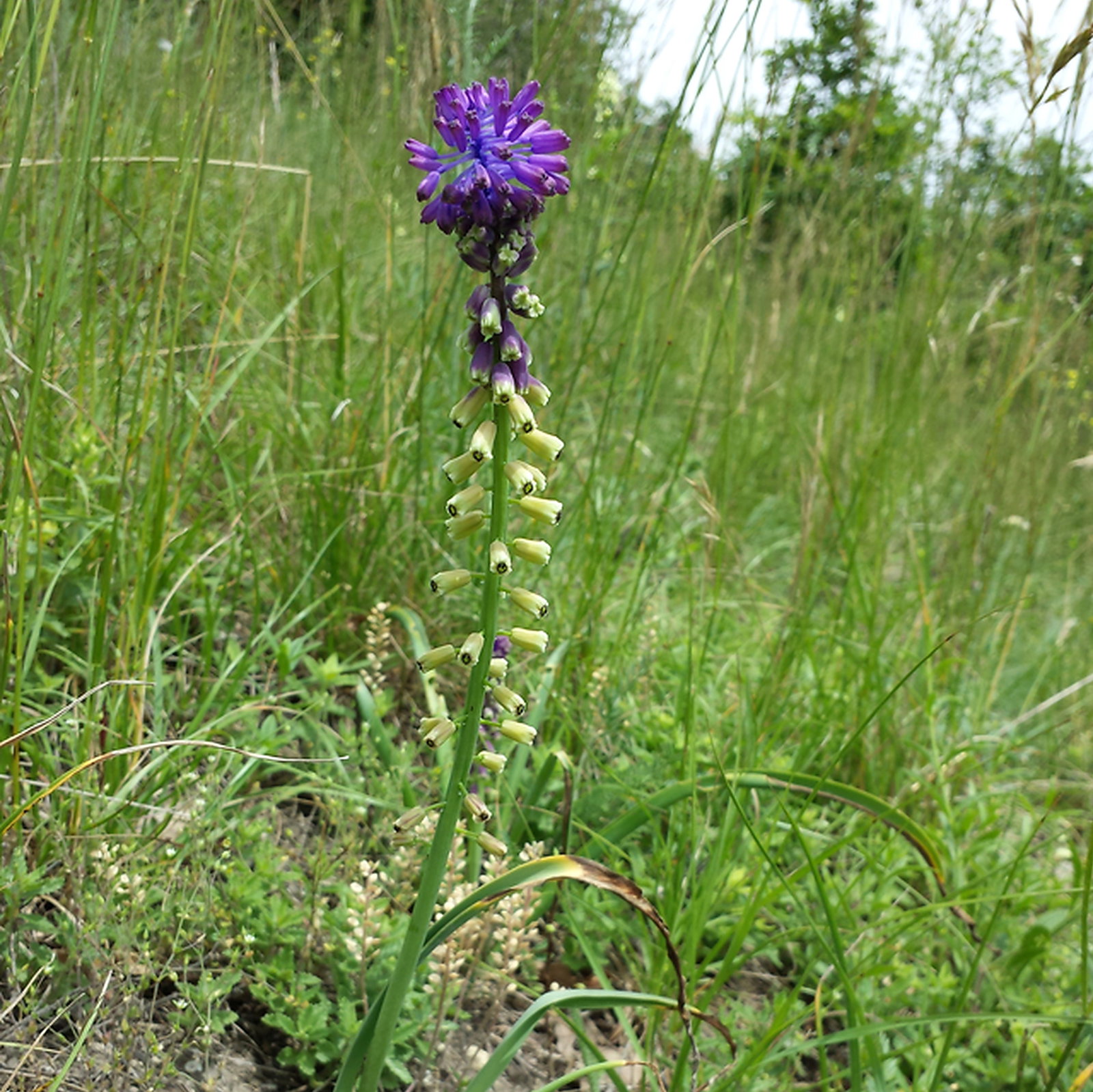 Leopoldia Tenuiflora