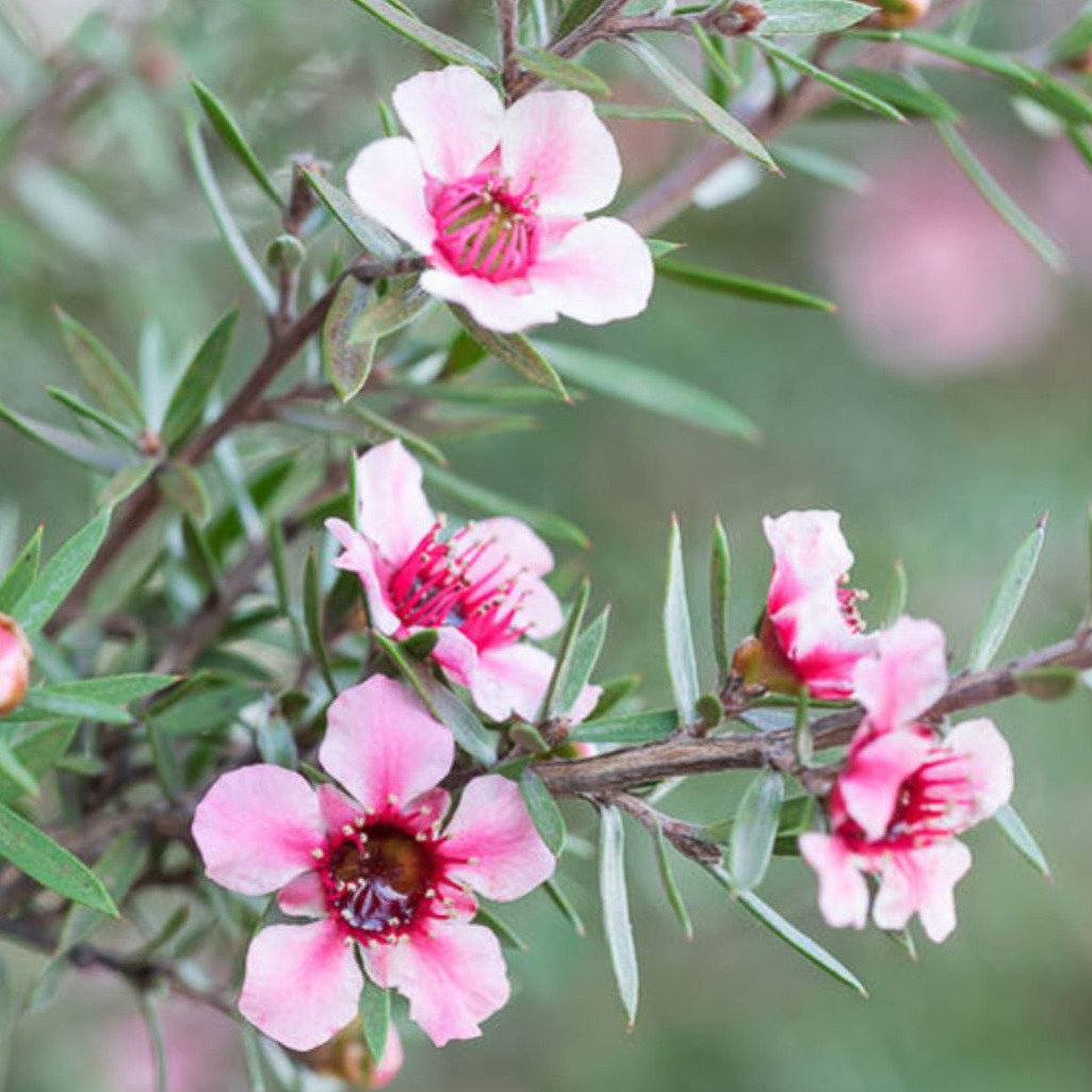 Leptospermum Scoparium