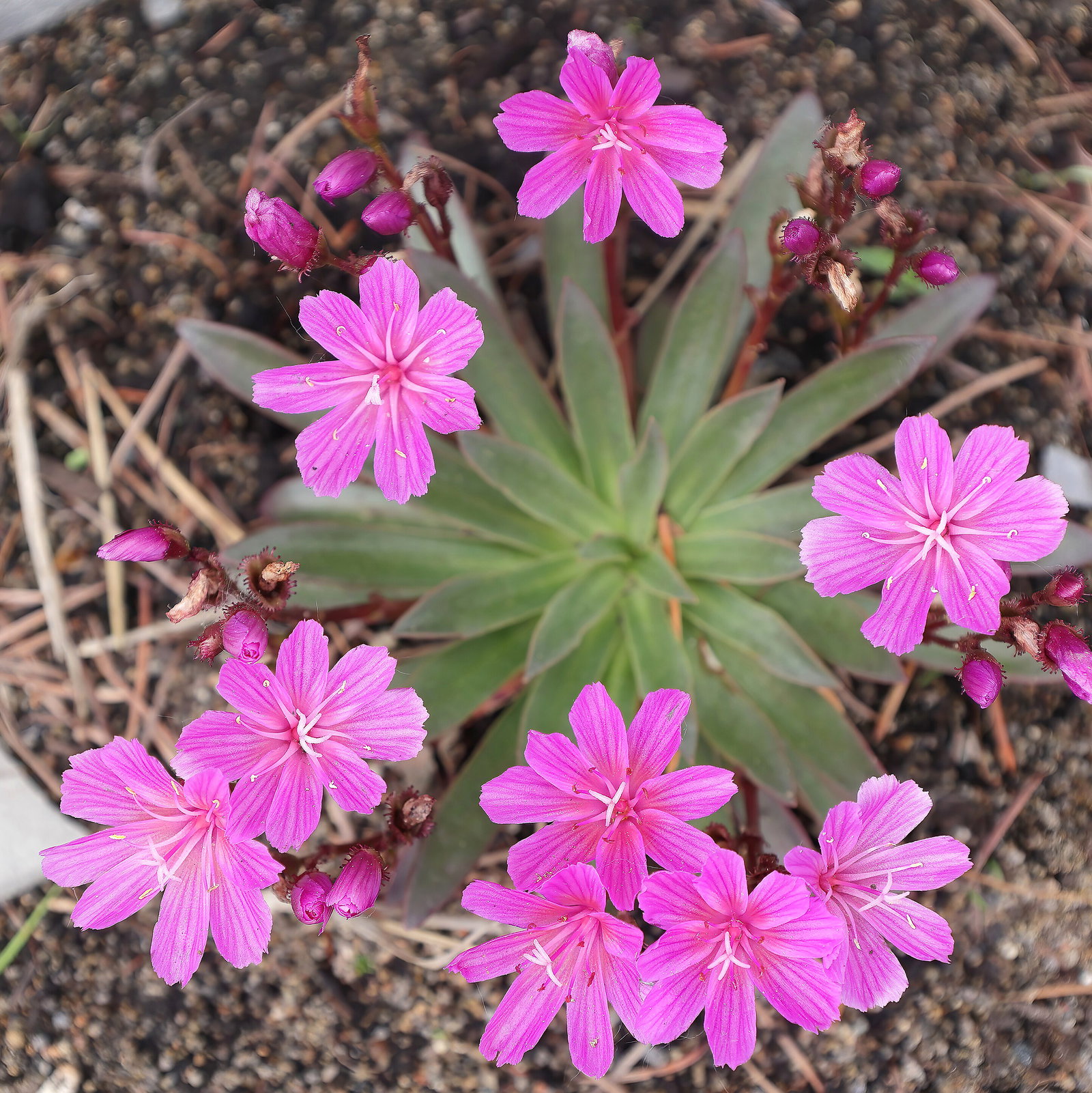 Lewisia Longipetala Little Raspberry