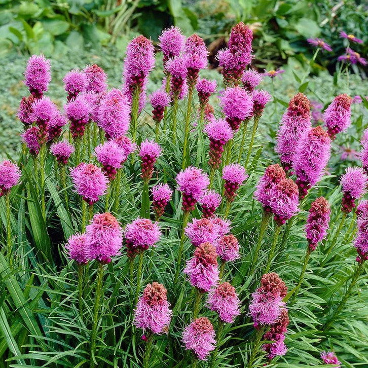 Liatris Spicata Kobold Strain
