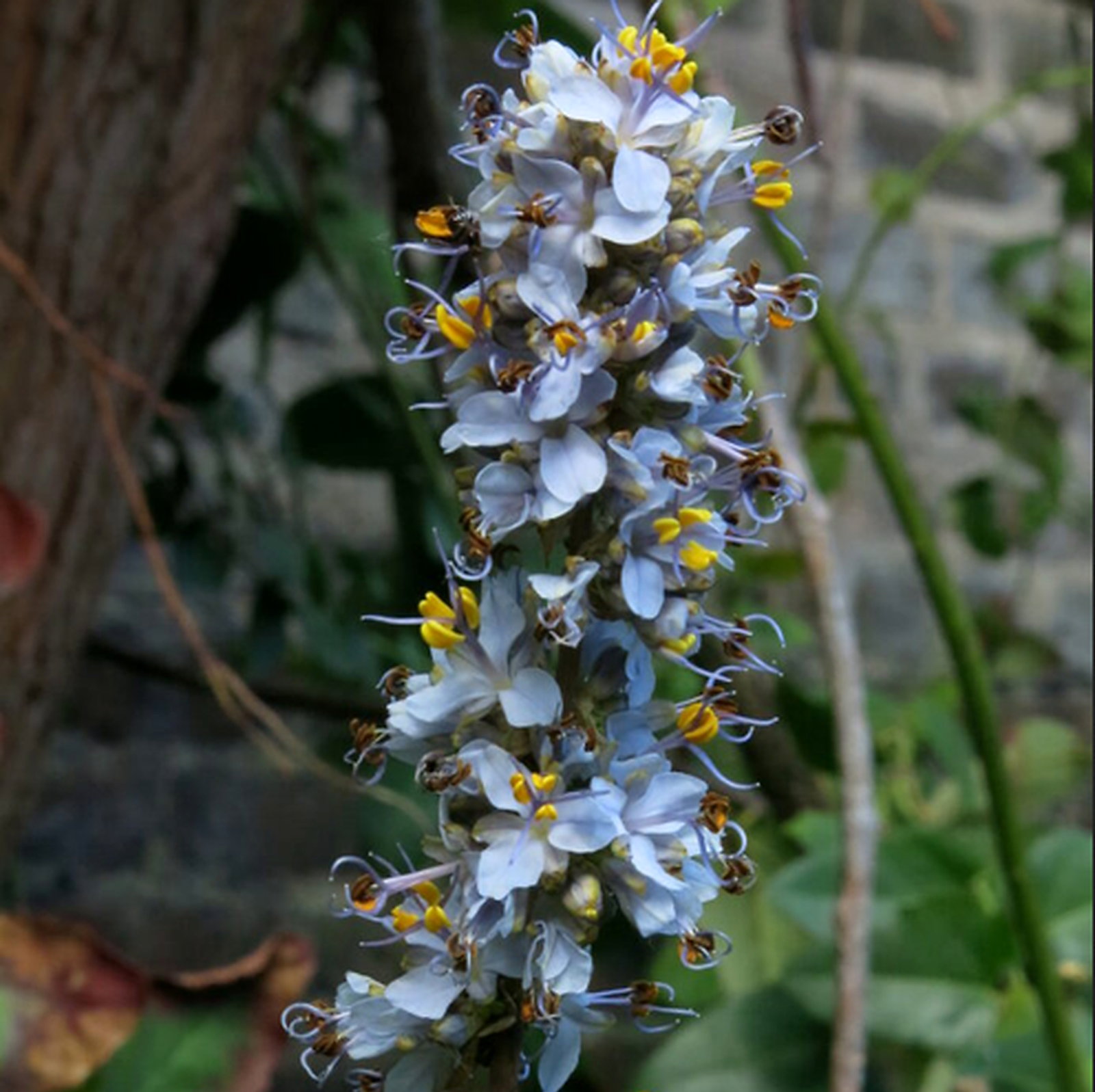 Libertia Sessiliflora