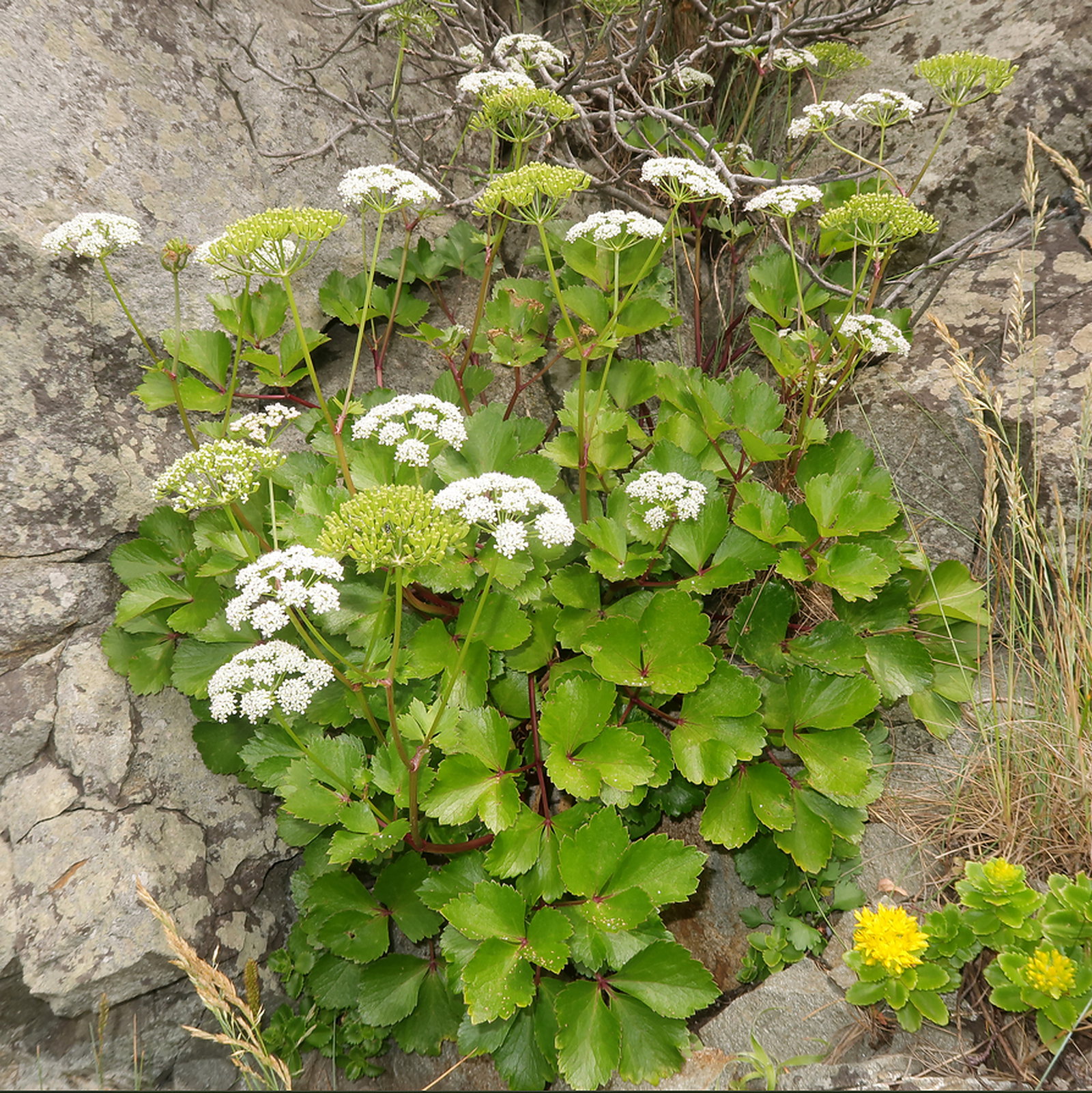 Ligusticum Hultenii
