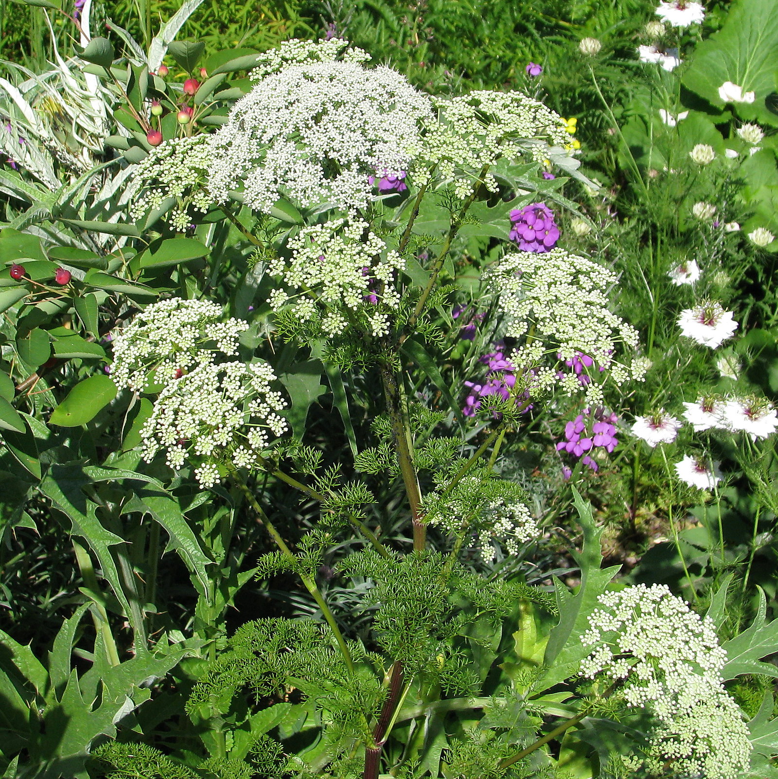 Ligusticum Lucidum