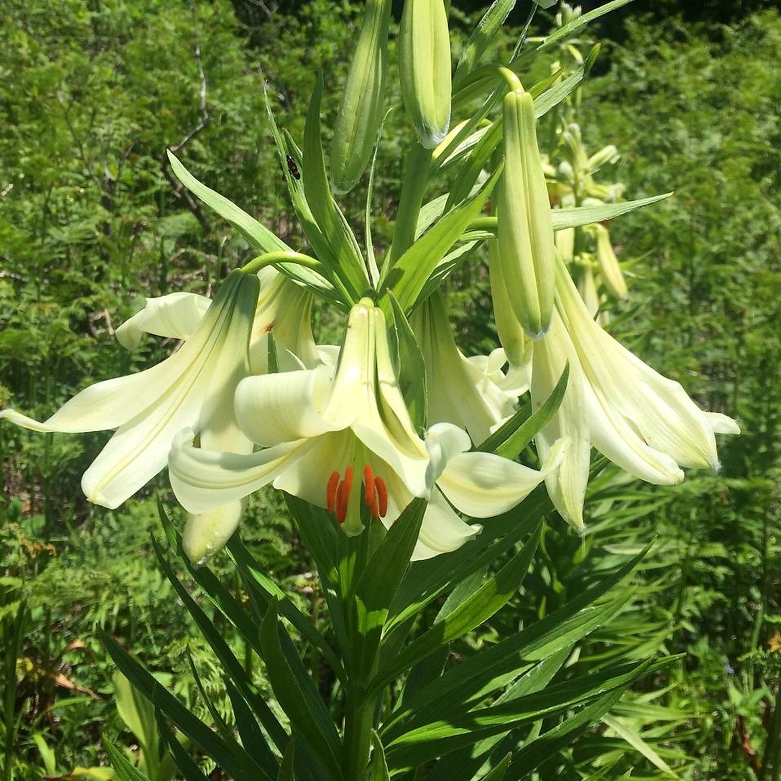 Lilium Akkusianum