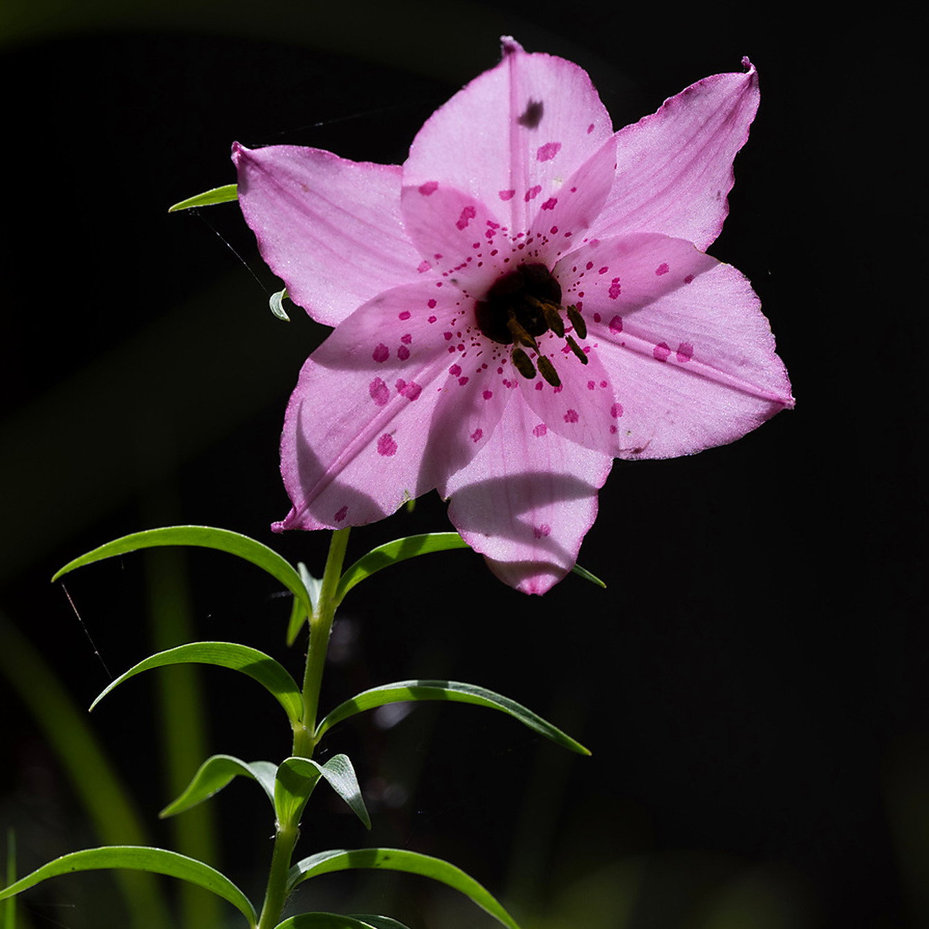 Lilium Apertum