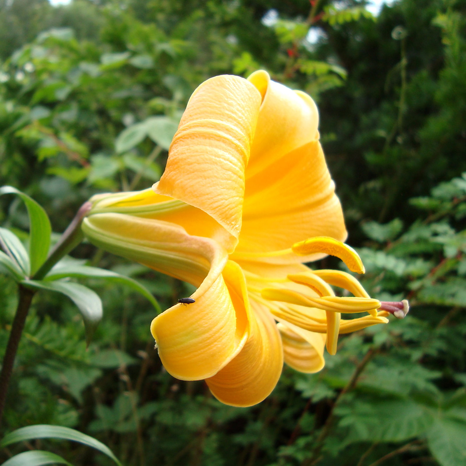 Lilium Aurelianense